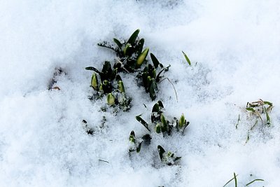 Leucojum vernum - bledule jarní - pupeny